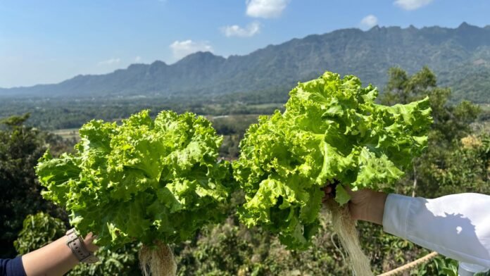 hidroponik-magelang-cafe-hidroponik-bukit-rhema hidroponik-magelang-cafe-hidroponik-bukit-rhema