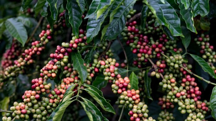 wisata-kopi-Magelang wisata kopi Magelang