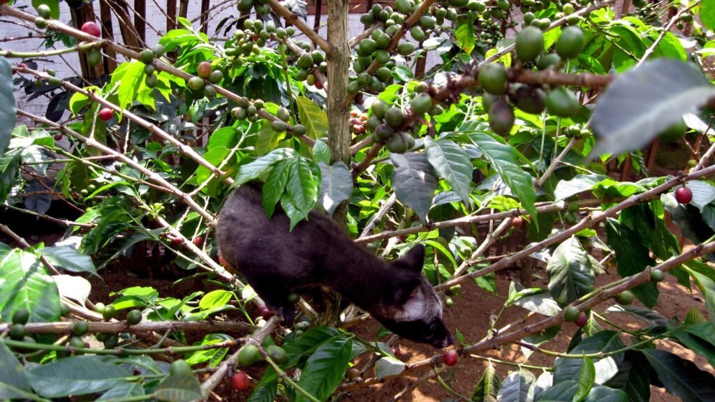 Pawon Luwak Coffee